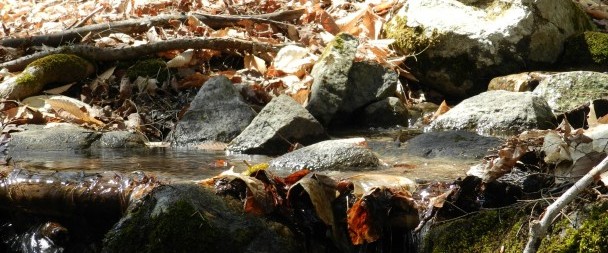 Leaves In Stream Photo: John Warren