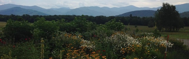 Image1