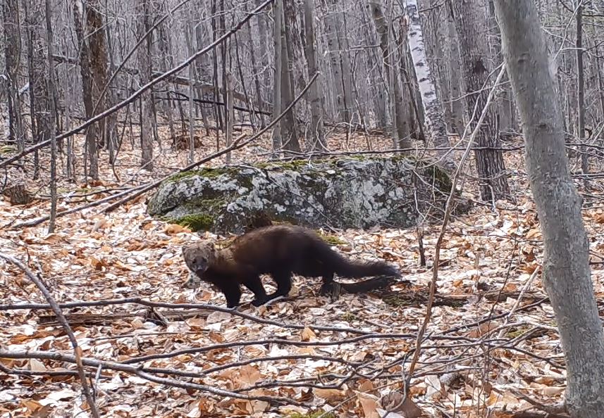 Fisher still 4.2018